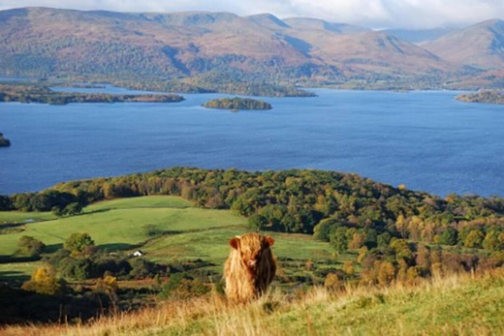 17 William Street Leilighet Helensburgh Eksteriør bilde